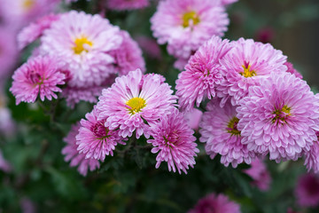 Fototapeta premium Pink chrysanthemum in autumn garden. Bouquet of flowers.