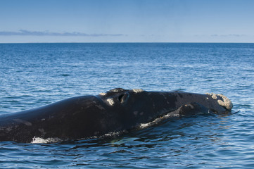 Obraz premium Right whale, Patagonia , Argentina