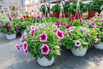 Flowers Garden Store