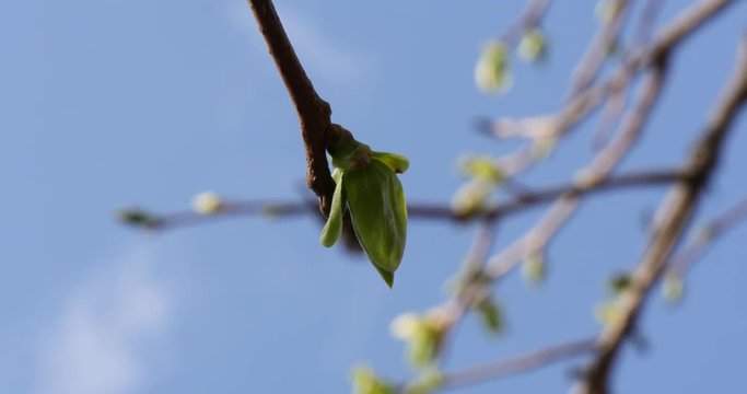 Branch of pear in spring.