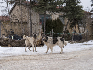 Dogs are playing with each other at steet in a Small Town of Anatolia