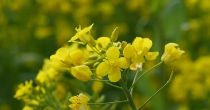 Close up of fresh rape flower in a wind
