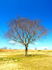 河川敷の枯れ木