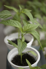  Sprouts of peppers grown at home in plastic boxes.