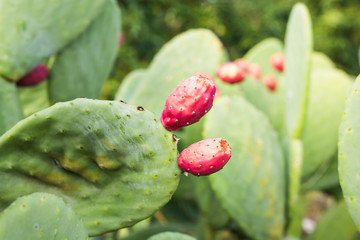Prickly pear cactus with fruit