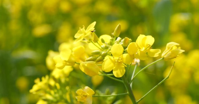 Close up of rape flower in a sunny day