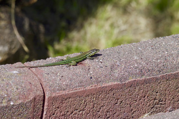Corsican lizard