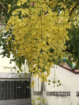 Cassia fistula or Golden rain tree or Canafistula or Golden shower tree or Ratchaphruek flower.