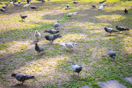 Pigeons walk in the park.