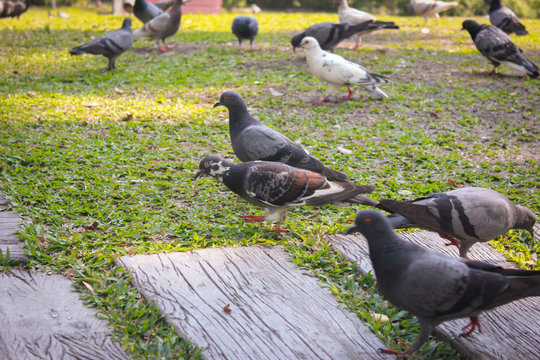 Pigeons walk in the park.