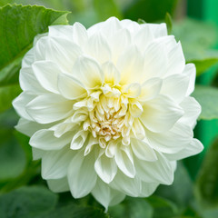 White dahlia flower close-up