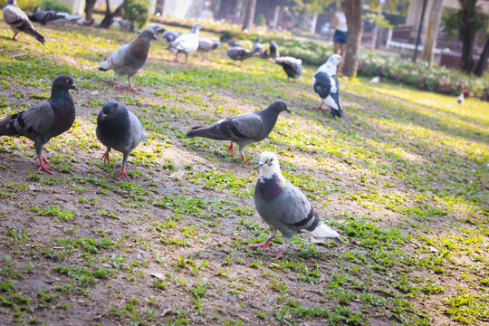 Pigeons walk in the park.