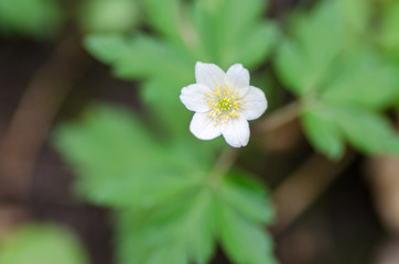 Flower detail in spring