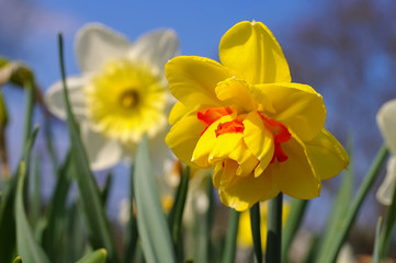 Obraz premium Narzisse der Sorte Tahiti - the Daffodil flower Tahiti