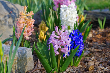 Hyazinthe - hyacinth flower in spring