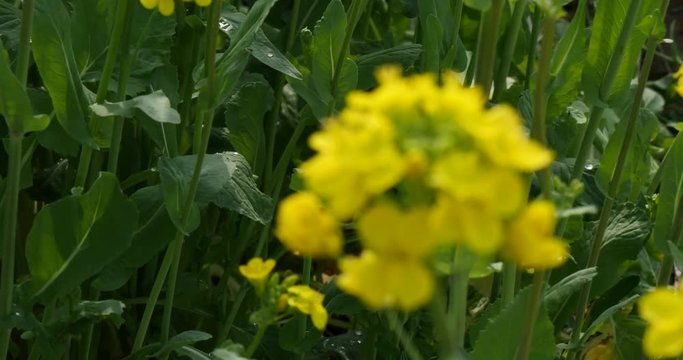 Natural fresh Rape flower in a garden