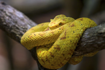 Eyelash viper