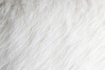 White hair on the cat as background
