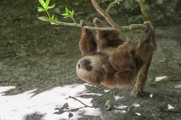Sloth © Patricia