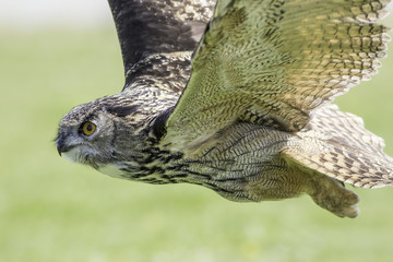 Owl flying. Bird of prey hunting.