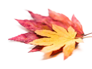 Closeup of multicolored dried maples isolated on white background.