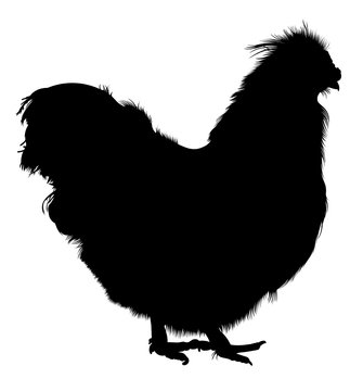 Rooster. Vector image of an cock on white background