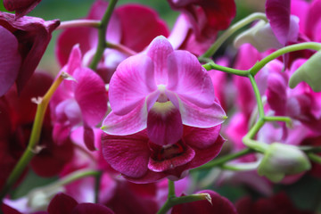 cattleya orchid flower