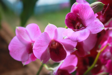 cattleya orchid flower
