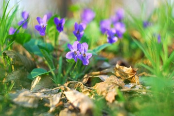 Austrian violets (Viola ambigua) in the deciduous forest of the National Nature Park 