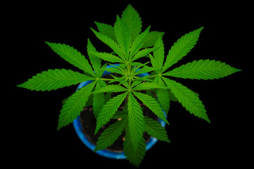 young marijuana indoor plant growing in blue pot isolated on  black background