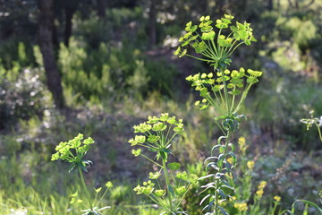 natur, pflanzen, Makro