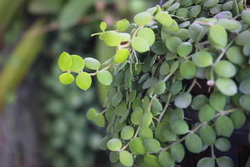 Asclepiadaceae or Dischidia nummularia Variegata