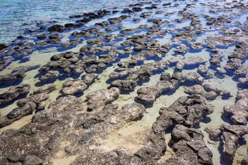 stromatolites, Hamlin Pool, Australia