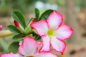 Adenium In the garden at summer