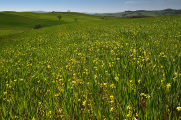 Fototapeta premium Beautiful tuscan landscape, panorama view of the green rolling hills in val'd'orcia, near Pienza, Siena. Tuscany, Italy.