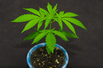 young marijuana indoor plant growing in blue pot 