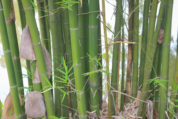 Bamboo tree by the pond