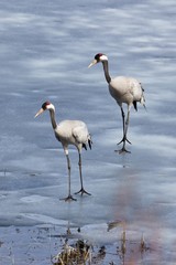 Two common cranes walking on the ice of a frozen water in early spring
