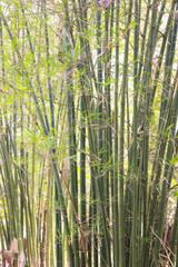 Bamboo tree by the pond