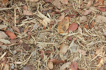 Texture of dried leaf background on sidewalk