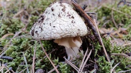 Grzyby w lesie © Andrzej