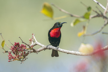 Scarlet-chested Sunbird in Kruger National park, South Africa
