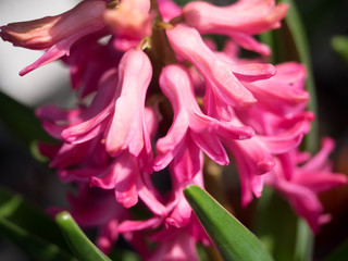 Pink flower in spring