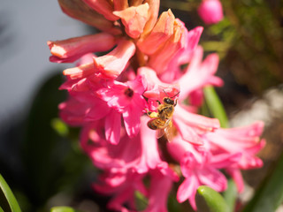 Pink flower in spring