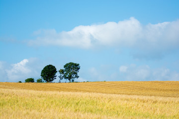 Obraz premium 青空とムギ畑