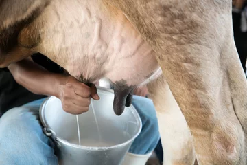 Gordijnen Boer werknemer hand melken koe in koemelk boerderij. © ake1150