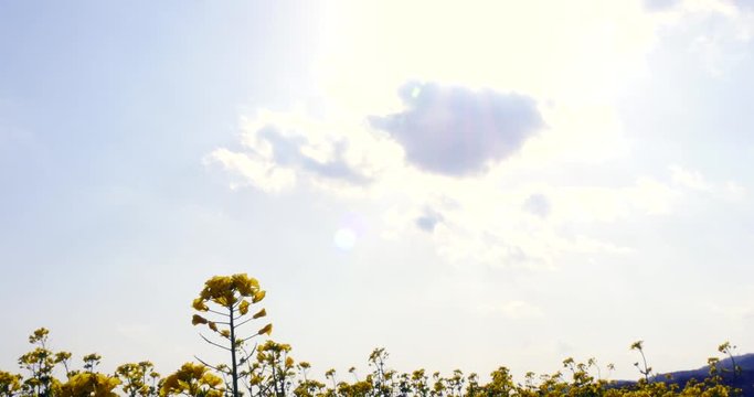 Canola field at the sunny sky.