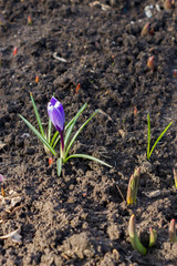 First crocus in the spring