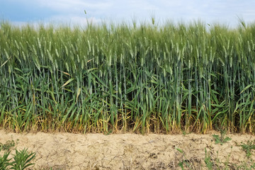 Green wheat field