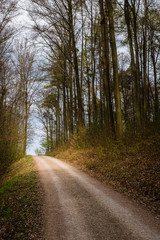 Waldweg im Frühling